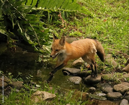Adorable Red Fox Foxes Homosassa Springs Florida