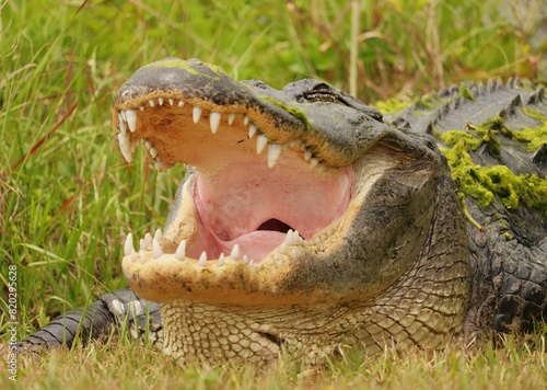 Alligator With Mouth Open Wide to Regulate Temperature