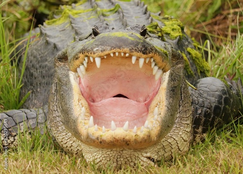 Alligator With Mouth Open Wide to Regulate Temperature