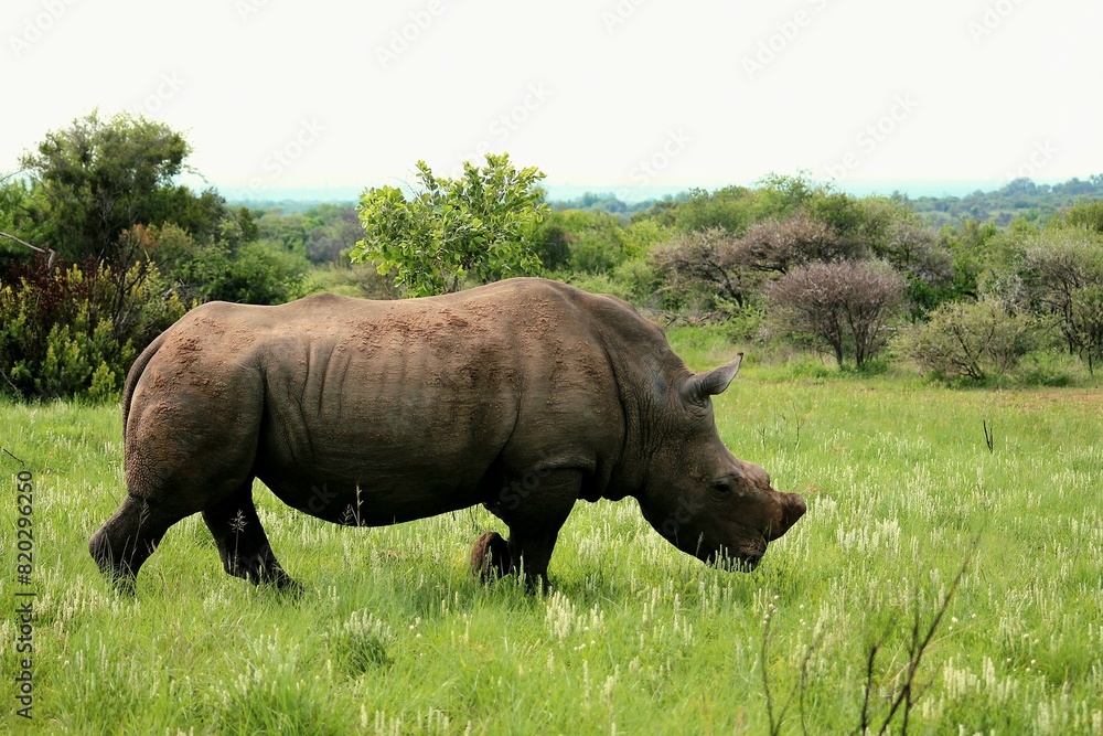 Fototapeta premium Rhino in the grass
