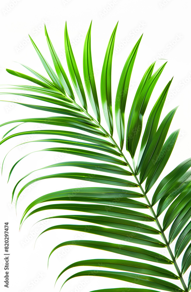 Close-up image of a palm leaf isolated on a light background Close-up image of a palm leaf isolated on a light background