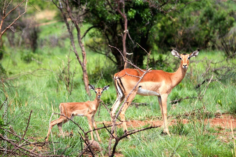 Black-faced Impala with baby in the bushveld Black-faced Impala with baby in the bushveld