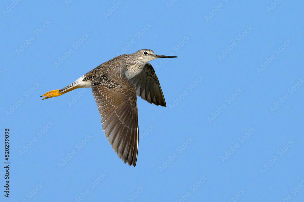 Obraz premium Lesser yellowlegs (Tringa flavipes) flying in blue sky during spring migration, Galveston, Texas, USA.