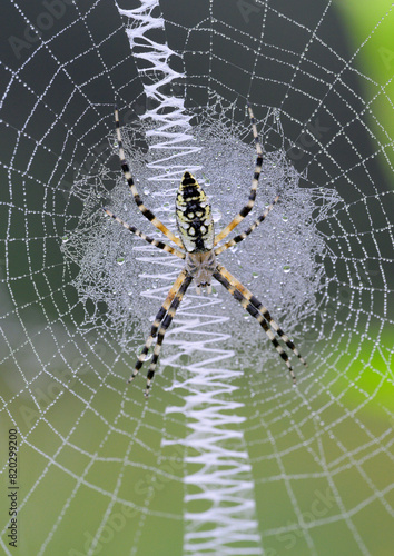 Black-and-yellow garden spider (Argiope aurantia) young female in the web covered by drops of morning mist, Brazos Bend State Park, Texas, USA.