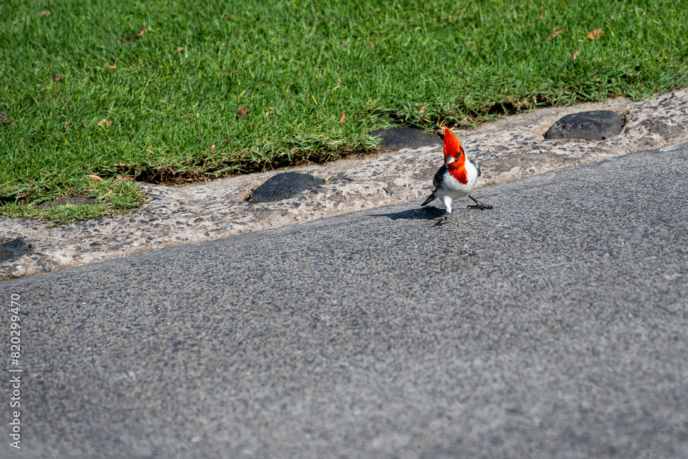 Naklejka premium Red-Crested Cardinal standing on a cement path, bordered by a lawn, looking up with curiosity, birdwatching on Maui, Hawaii