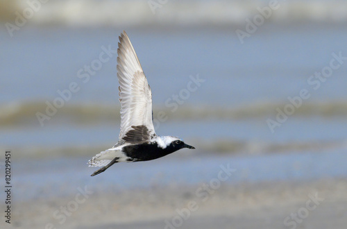 Black-bellied plover (Pluvialis squatarola) taking off from sandy beach during the spring migration, Galveston, Texas, USA.