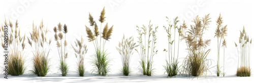 3d render of tall grasses isolated on white background.