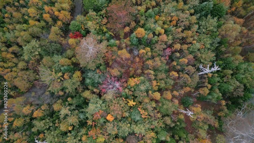 Top down view of autumn forest, aerial shot of autumn forest with lake and clouds reflection. A drone flies over pine trees and yellow treetops, Wildlife Canada in Nova Scotia, Halifax. Top down view of autumn forest, aerial shot of autumn forest with lake and clouds reflection. A drone flies over pine trees and yellow treetops, Wildlife Canada in Nova Scotia, Halifax.