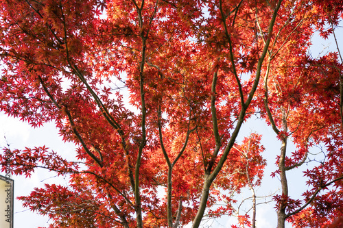 Japanese Maple tree and red leaves © YARphotographer