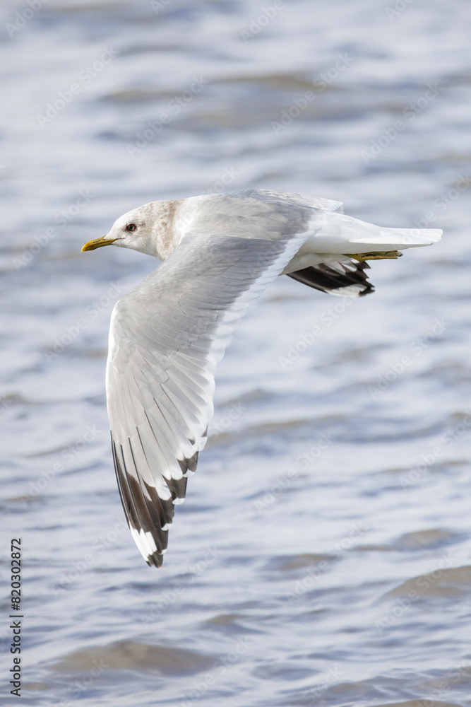 Short billed Gull Short billed Gull