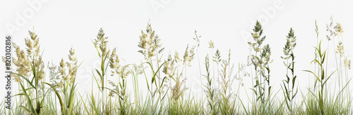 3d render of tall grasses, different angles, white background.
