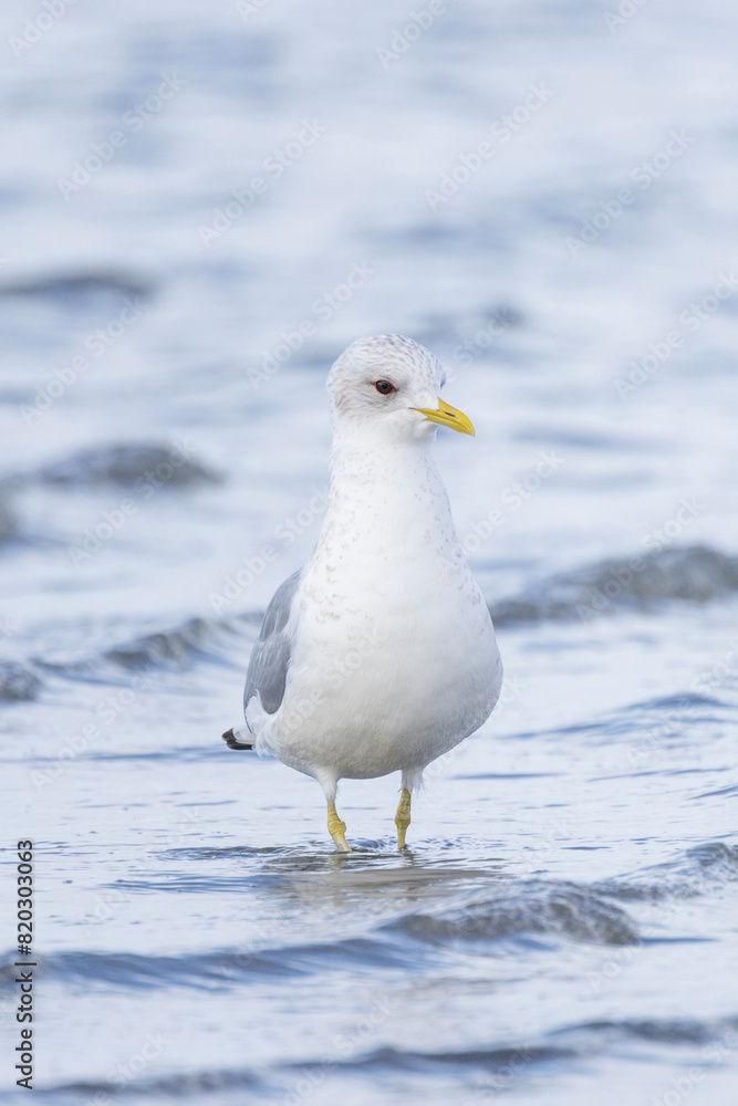 Short billed Gull Short billed Gull