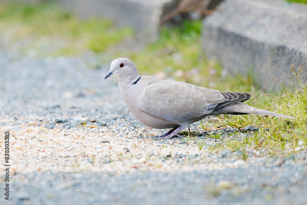 Obraz premium Eurasian collared dove