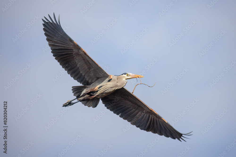 Obraz premium Great blue heron