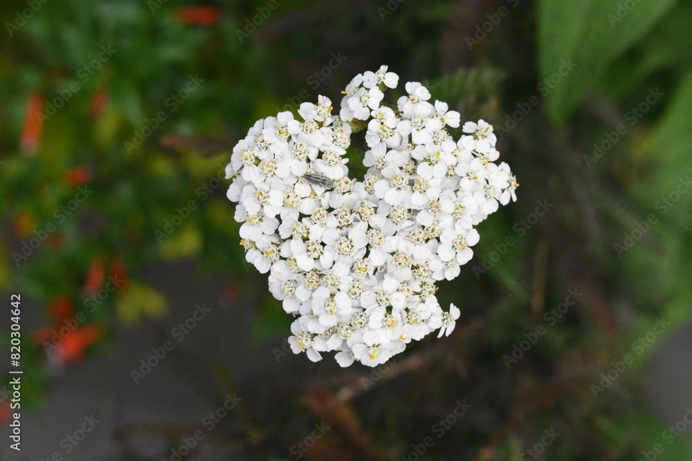 white flower on a blurred background of green leaves white flower on a blurred background of green leaves