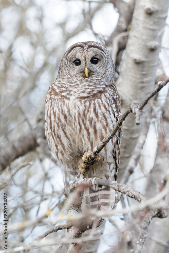 Barred Owl bird Barred Owl bird