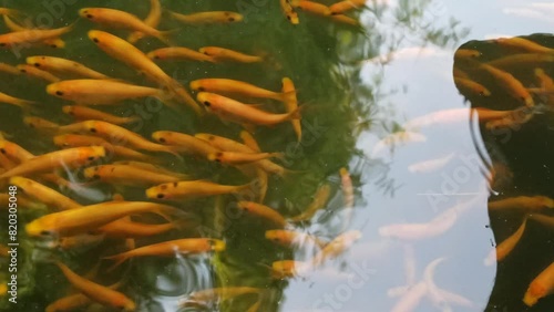 Osteochilus vittatus is a fish species that displays behavior suitable for therapy and pedicures. When placed in a pool, these fish have a tendency to gather around human feet.  photo