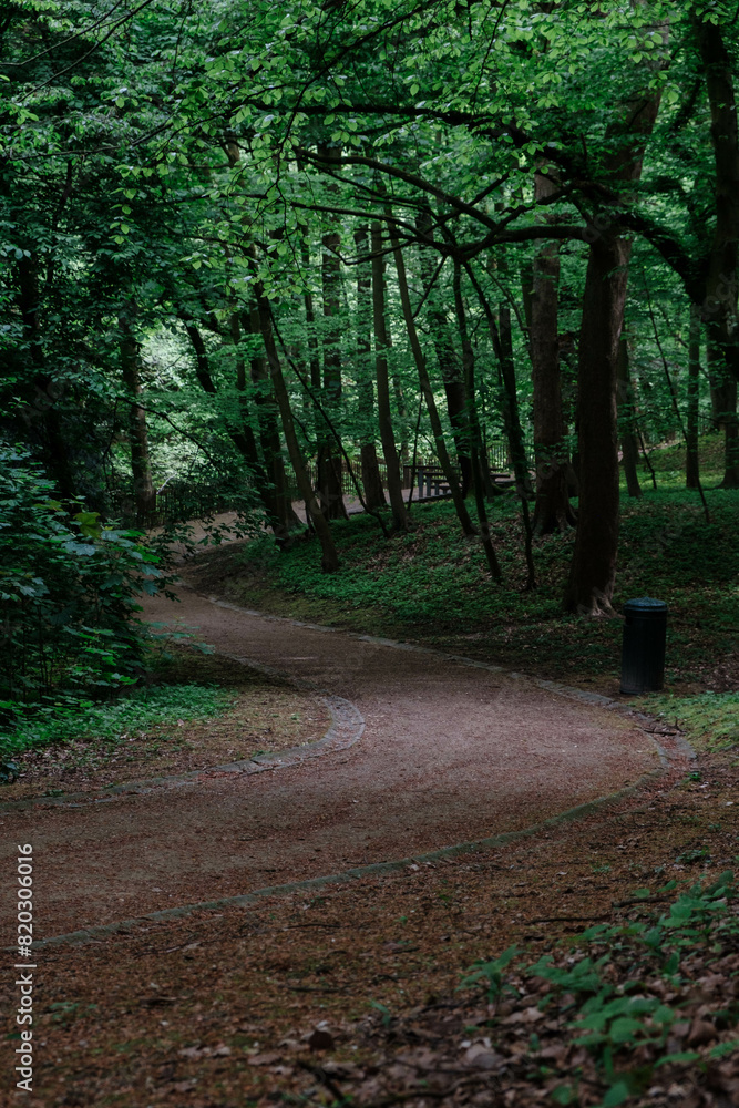 Obraz premium Path in the woods
