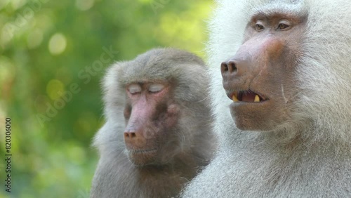 lion-tailed macaque (Macaca silenus) photo