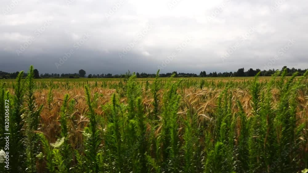 Rye (Secale cereale) is grass grown extensively as grain, cover crop and forage crop. It is member of wheat tribe (Triticeae) and is closely related to both wheat (Triticum) and barley (genus Hordeum) Rye (Secale cereale) is grass grown extensively as grain, cover crop and forage crop. It is member of wheat tribe (Triticeae) and is closely related to both wheat (Triticum) and barley (genus Hordeum)
