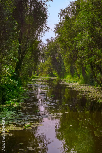 Xochimilco's picturesque canal. Lush greenery, calm waters, and a radiant sun make for an idyllic setting, perfect for a peaceful getaway