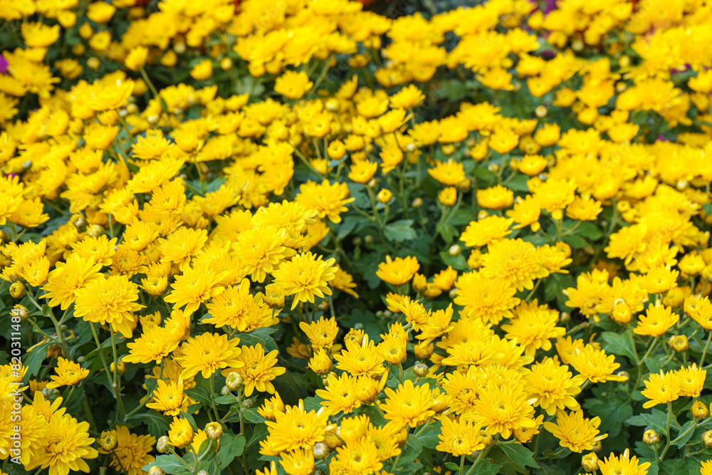 Fototapeta premium Fresh bright blooming yellow chrysanthemums bushes in autumn garden outside in sunny day. Flower background for greeting card, wallpaper, banner, header.