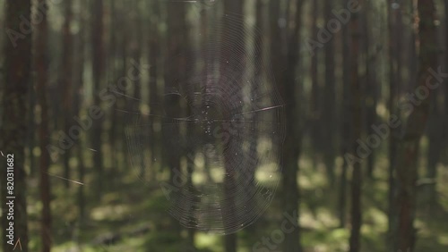 Blurred forest landscape spider dangles from its web in nature Beautiful green forest spider and its web adds touch of fascination to serene beauty of forest. Spider web in beautiful nature