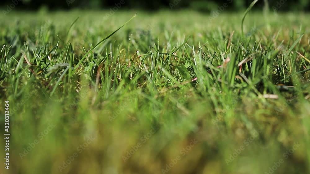 Close up green meadow lawn in the garden Close up green meadow lawn in the garden
