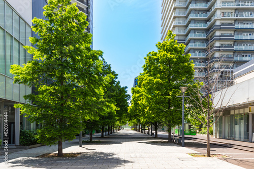 (神奈川県ｰ風景)みなとみらいオフィス街の街路樹２ photo