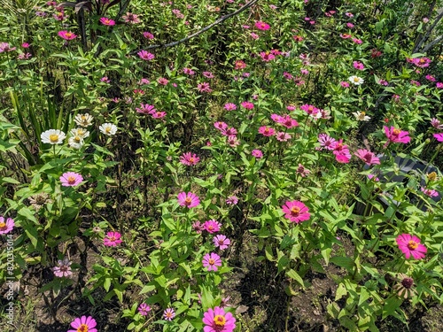 Beautiful flowers in the home garden