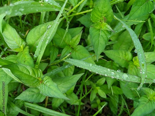 Dew drops on wild grass, photo taken in the morning photo