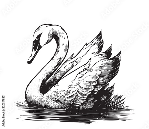 A sketch of a swan