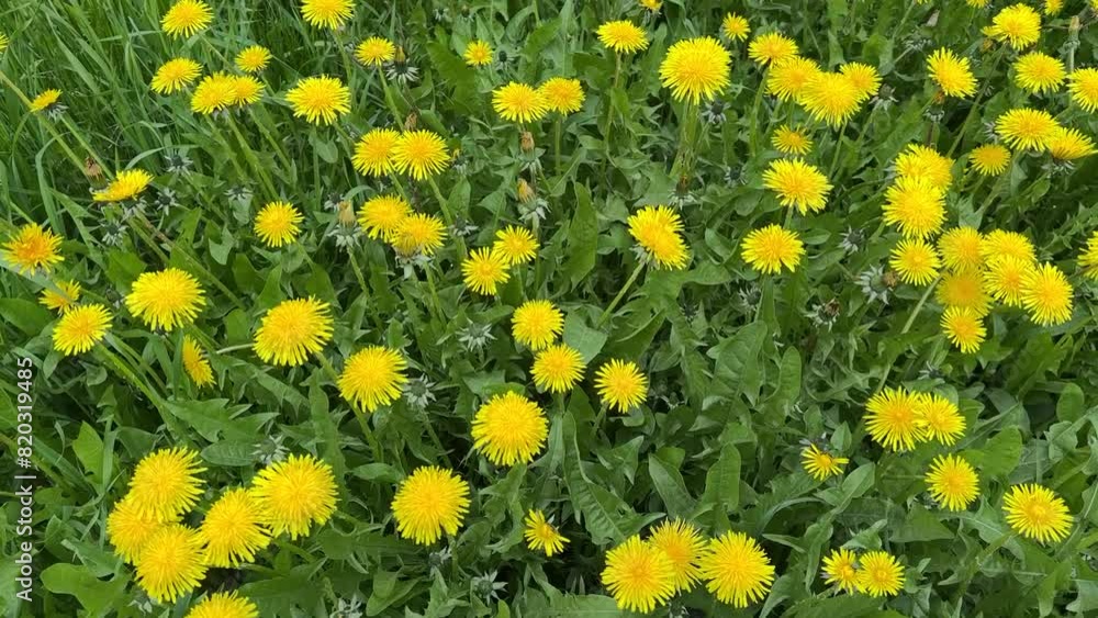 Beautiful yellow dandelions on a green meadow on a sunny spring day. It is snowing in fine flakes. Close-up Beautiful yellow dandelions on a green meadow on a sunny spring day. It is snowing in fine flakes. Close-up