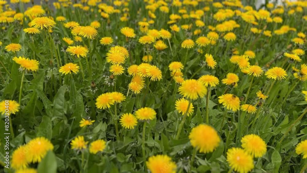 Beautiful yellow dandelions on a green meadow on a sunny spring day. It is snowing in fine flakes. Close-up Beautiful yellow dandelions on a green meadow on a sunny spring day. It is snowing in fine flakes. Close-up