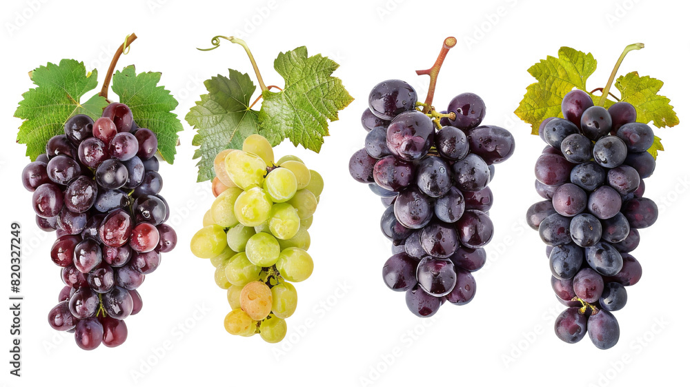 A set of grapes that have different colors. A set of grapes of different maturity levels on a transparent background. A set of grapes that have different colors. A set of grapes of different maturity levels on a transparent background.