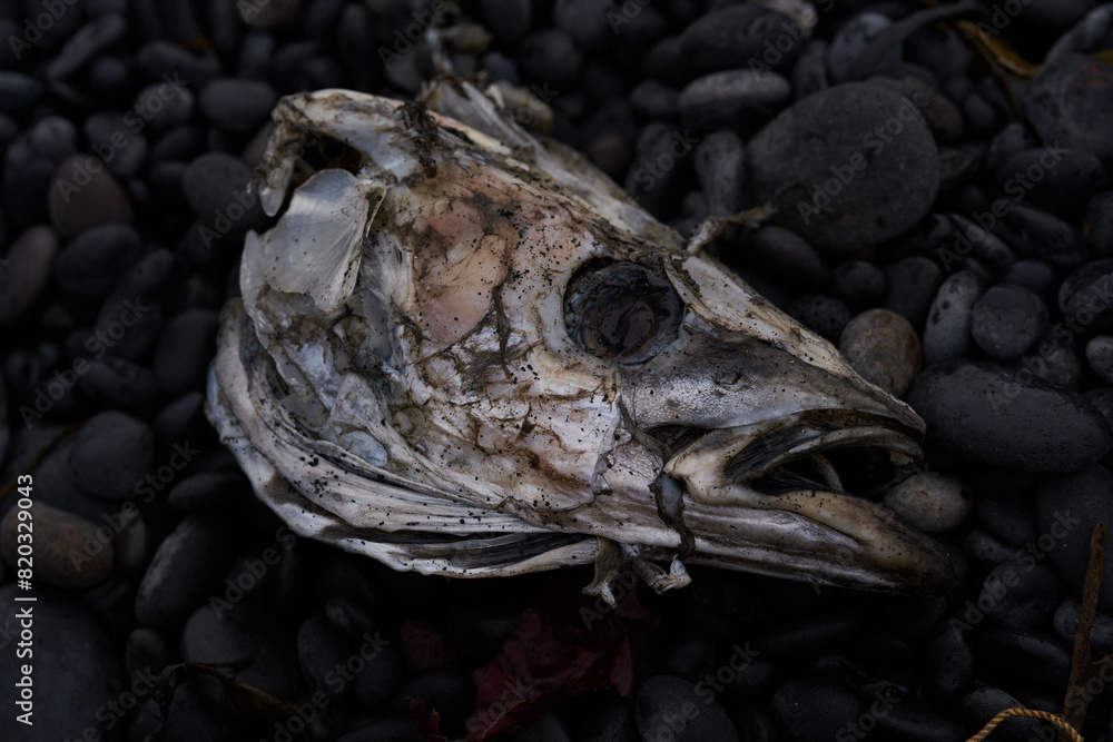 Dead fish head on the shore of Reynisfjara black beach in Iceland. illustrative content. biology