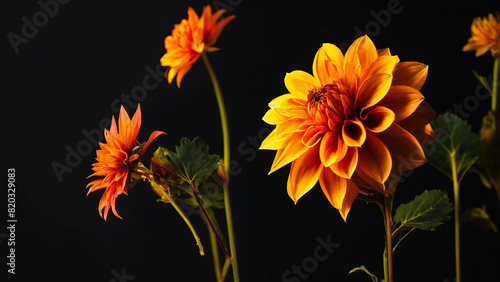 Colourful dahlia orange and yellow colour flowers and light designs black background high-quality studio photography artificial light 16:9 with copyspace