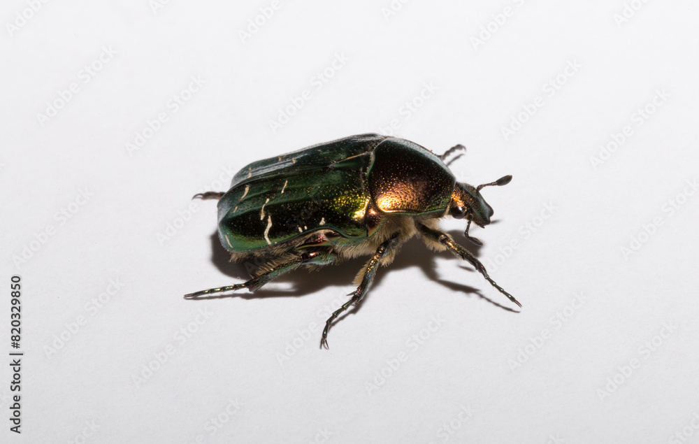 Cetonia aurata, called the rose chafer or the green rose chafer. Cetonia aurata, called the rose chafer or the green rose chafer.