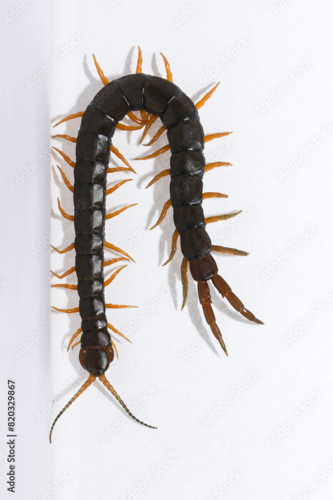 Fototapeta premium Scolopendra cingulata, also known as Megarian (Mediterranean) banded centipede.