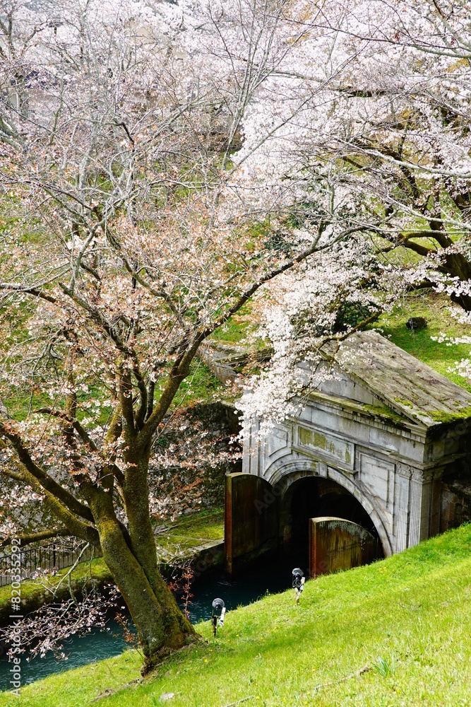 春爛漫　桜咲く琵琶湖疎水　壁紙