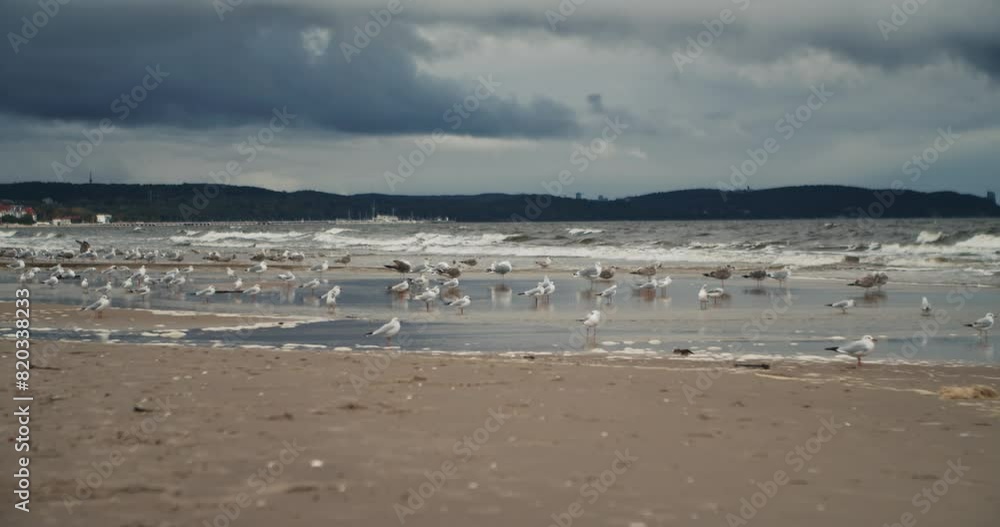 A flock of albatross stands on the shore of a sandy beach in stormy weather with strong winds and clouds. Gadansk, Poland A flock of albatross stands on the shore of a sandy beach in stormy weather with strong winds and clouds. Gadansk, Poland
