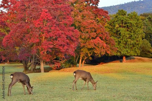 Fotografie Deer in Nara Park feeding during autumn in Nara, Japan.