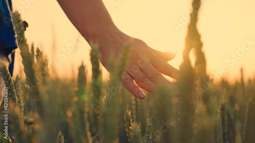 Hand farmer is touching ears of wheat on field in sun, inspecting her harvest. Woman farmer walks through a wheat field at sunset, touching green ears of wheat with his hands. Agricultural business.