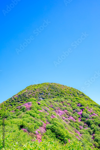 国見岳のミヤマキリシマ　長崎県雲仙市　Mt. Kunimi’s Japanese aquarium. Nagasaki Pref, Unzen City. photo