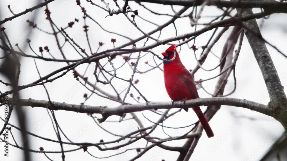 Red Cardinal Bird Lands on a Branch in Slow Motion. The northern cardinal a small bird, bright red color, lives in the forests of North America. Red Cardinal Bird Lands on a Branch in Slow Motion. The northern cardinal a small bird, bright red color, lives in the forests of North America.