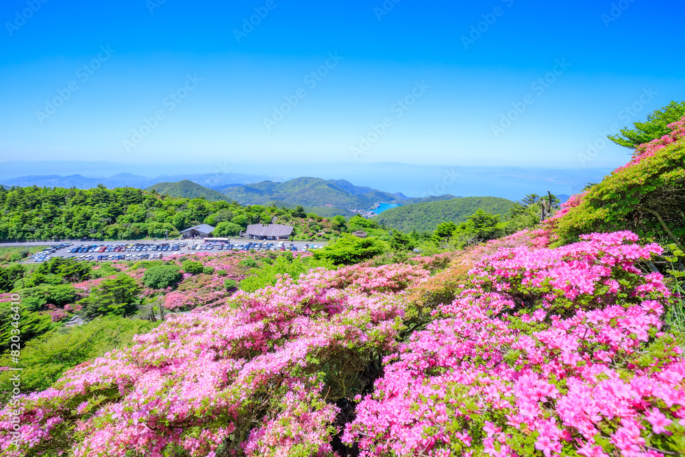 仁田峠のミヤマキリシマ 長崎県雲仙市 Miyamakirishima at Nita Pass. Nagasaki Pref, Unzen City. 仁田峠のミヤマキリシマ 長崎県雲仙市 Miyamakirishima at Nita Pass. Nagasaki Pref, Unzen City.