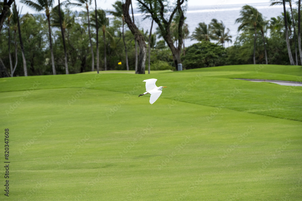 Fototapeta premium White cattle egret flying over the manicured grass on a golf course, Maui, Hawaii 