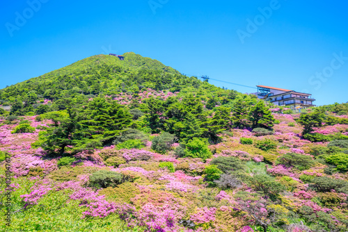 仁田峠のミヤマキリシマ　長崎県雲仙市　Miyamakirishima at Nita Pass. Nagasaki Pref, Unzen City.