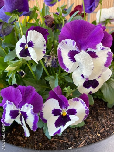 Purple pansy viola flower plant