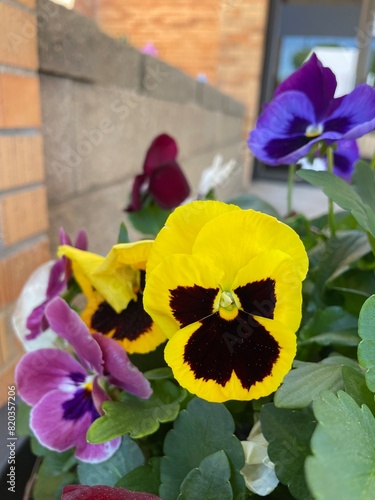 Yellow and purple pansy flower plant